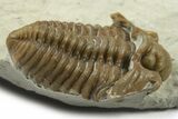 Fossil Trilobite (Calymene breviceps) - Waldron Shale #269913-1